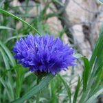 Cornflower