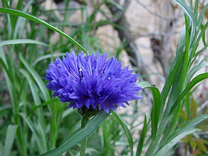 Cornflower