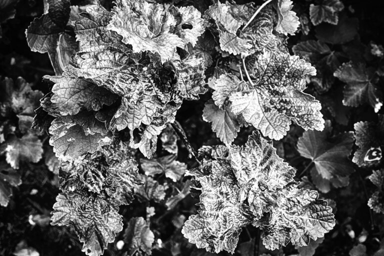 Black Currant