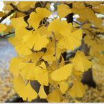 Ginkgo Biloba
