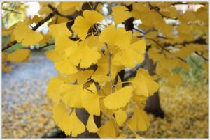Ginkgo Biloba