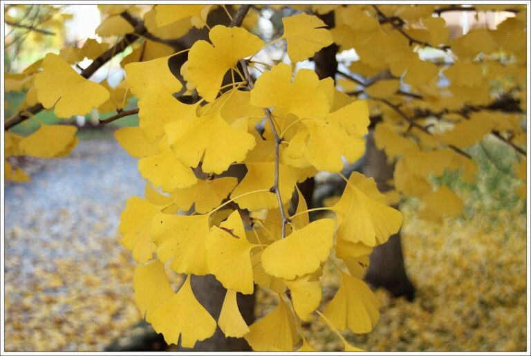 Ginkgo Biloba