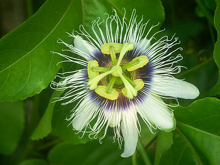 Passion Fruit