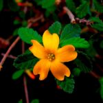 Damiana