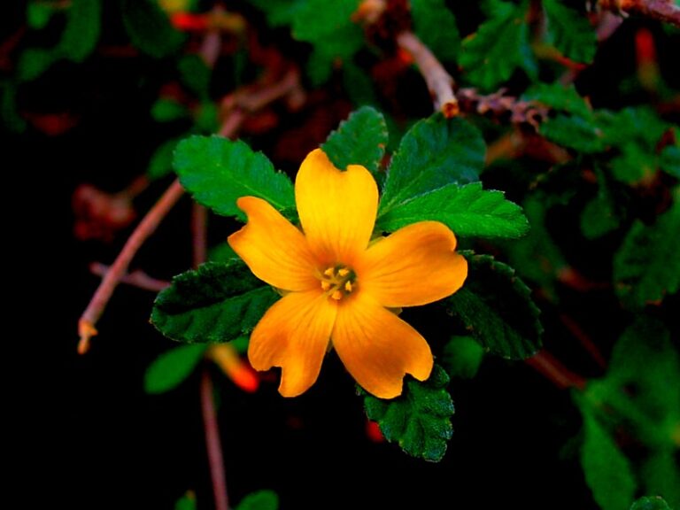 Damiana
