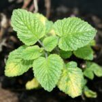Lemon Balm