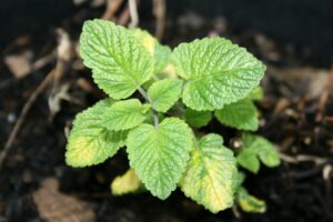 Lemon Balm