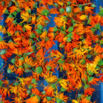 Calendula