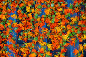 Calendula