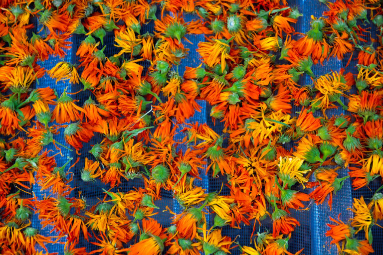 Calendula