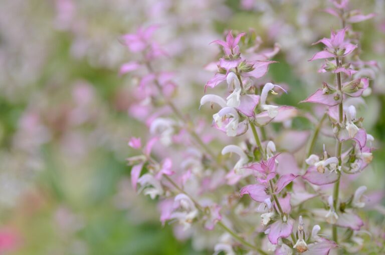 Clary Sage
