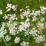 Caraway