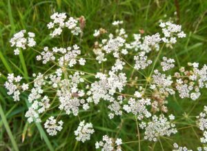 Caraway