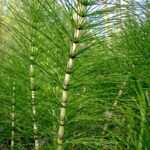 Horsetail