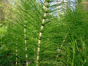 Horsetail