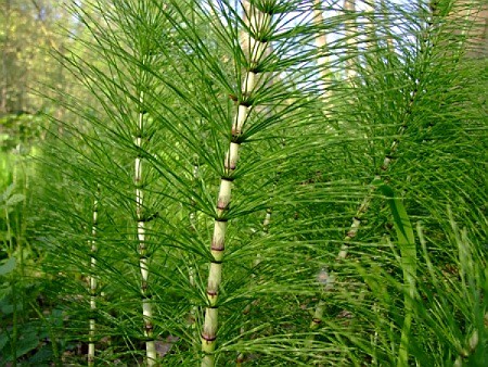 Horsetail