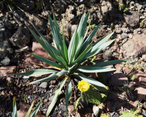 Prickly Pear