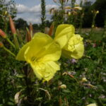 Evening Primrose