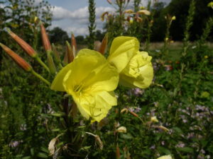 Evening Primrose
