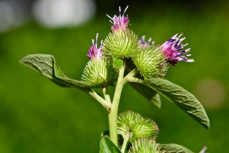 Burdock