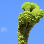Mullein