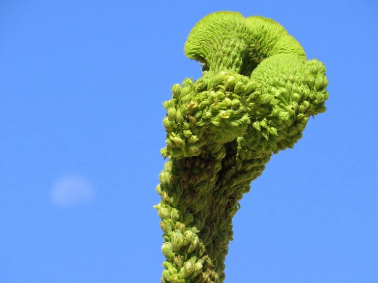 Mullein