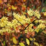 Witch Hazel