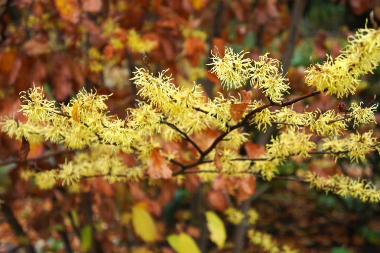 Witch Hazel