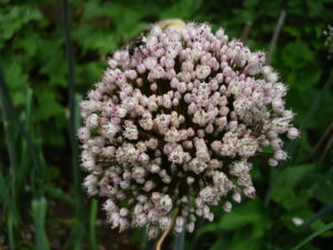 Garlic