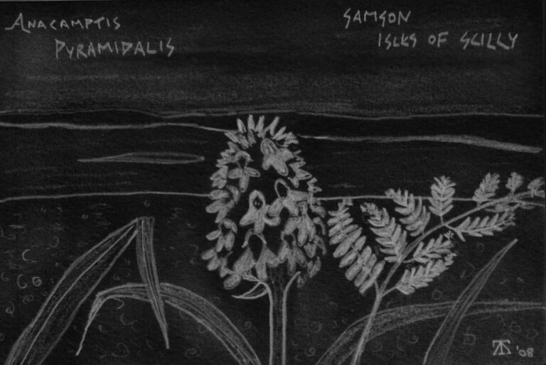 Ascophyllum