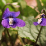 Wild Pansy