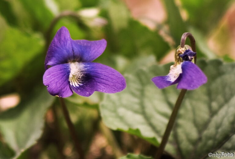 Wild Pansy