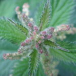 Nettle