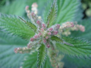 Nettle