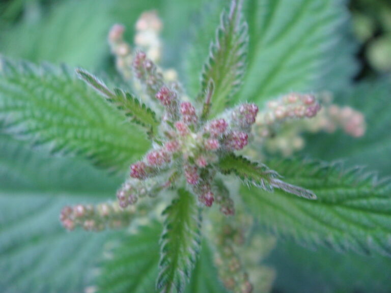 Nettle