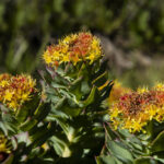 Rhodiola