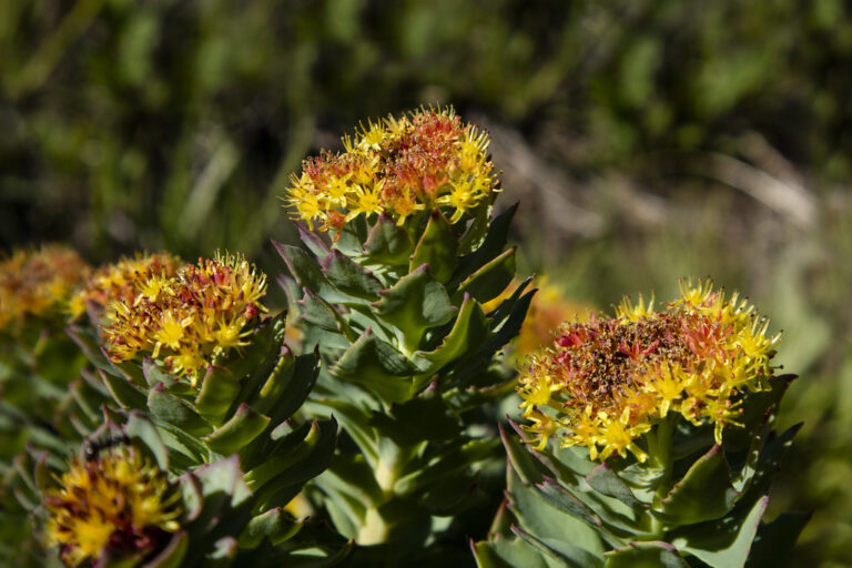 Rhodiola