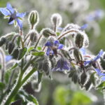 Borage