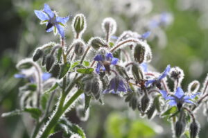 Borage