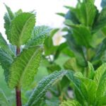 Peppermint