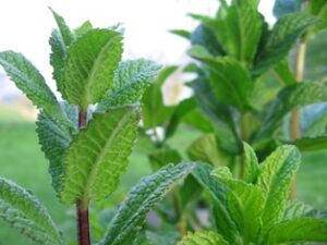 Peppermint