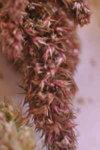 Bladderwrack