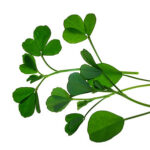 Fenugreek