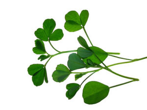 Fenugreek