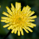 Mouse-ear Hawkweed