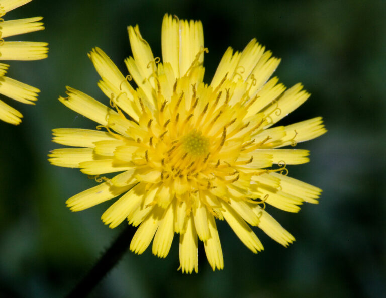 Mouse-ear Hawkweed