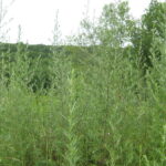 Mugwort
