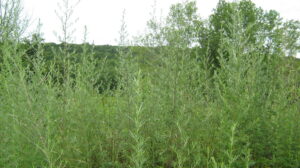 Mugwort