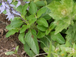 Coleus Forskohlii