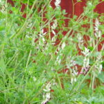 Fumitory